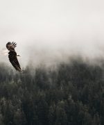 Clayoquot Biosphere Trust